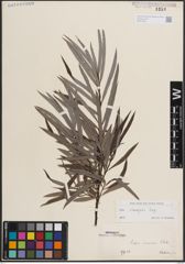 Foto von Salix eleagnos Scop.